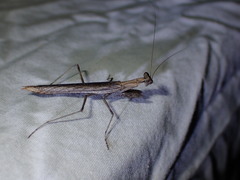 Litaneutria ocularis