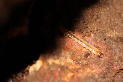 Dendroides canadensis