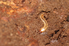 Dendroides canadensis