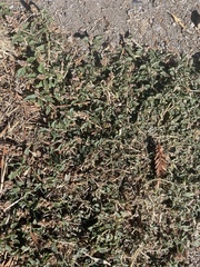 Amaranthus deflexus