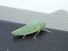 Gyponini