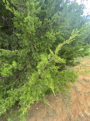 Juniperus ashei