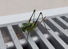 Eupholidoptera schmidti