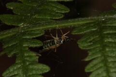Cyllecoris histrionius
