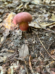 Baorangia