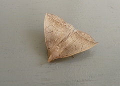 Simplicia armatalis