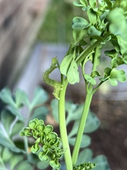 Trichoplusia ni