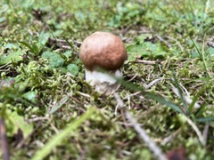 Leccinum