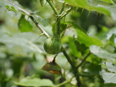 Solanum capsicoides