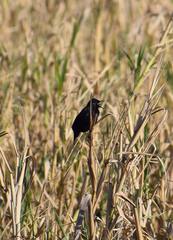 Agelasticus cyanopus