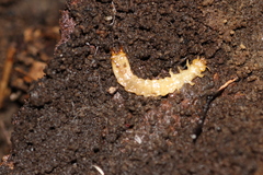 Dendroides canadensis