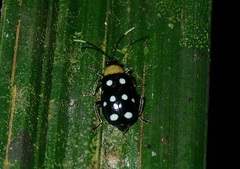 Diabroticina