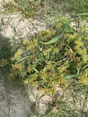 Cyperus odoratus