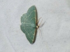 Chlorochlamys phyllinaria