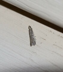 Phycitodes reliquellum