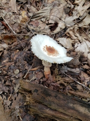 Lepiota clypeolaria