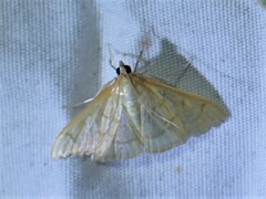 Hahncappsia pergilvalis