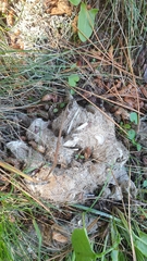 Canis lupus italicus