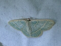 Chlorochlamys appellaria