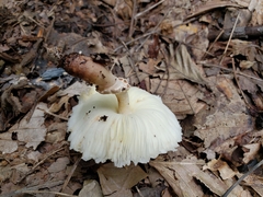 Lepiota clypeolaria