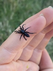 Zelotes