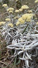 Achyrocline ramosissima