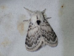Apotolype brevicrista