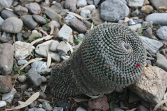 Mammillaria perbella