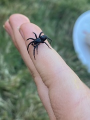 Zelotes