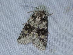 Lacinipolia olivacea