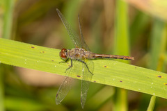 Sympetrum