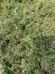 Eragrostis hypnoides