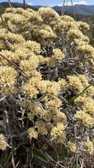 Achyrocline ramosissima