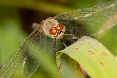 Sympetrum