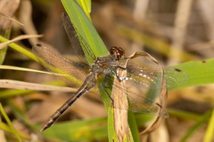 Sympetrum