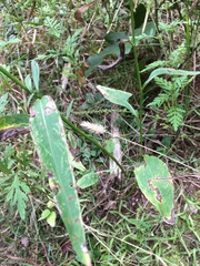 Symphyotrichum oolentangiense