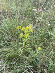 Solidago riddellii