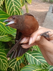 Ramphocelus carbo