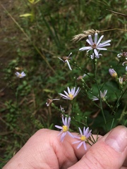 Symphyotrichum oolentangiense