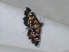 Diathrausta harlequinalis