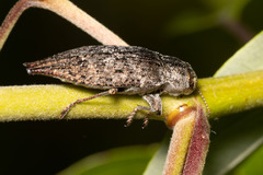 Dicerca divaricata