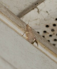 Hypsopygia binodulalis