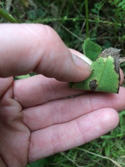 Symphyotrichum oolentangiense