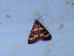 Pyrausta tyralis