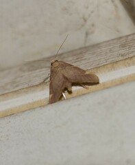 Hypsopygia binodulalis