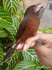 Ramphocelus carbo