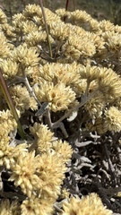 Achyrocline ramosissima