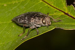 Dicerca divaricata