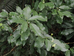 Turpinia formosana