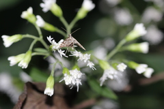 Petrophila canadensis